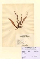 藏品(Grateloupia sp.)的圖片